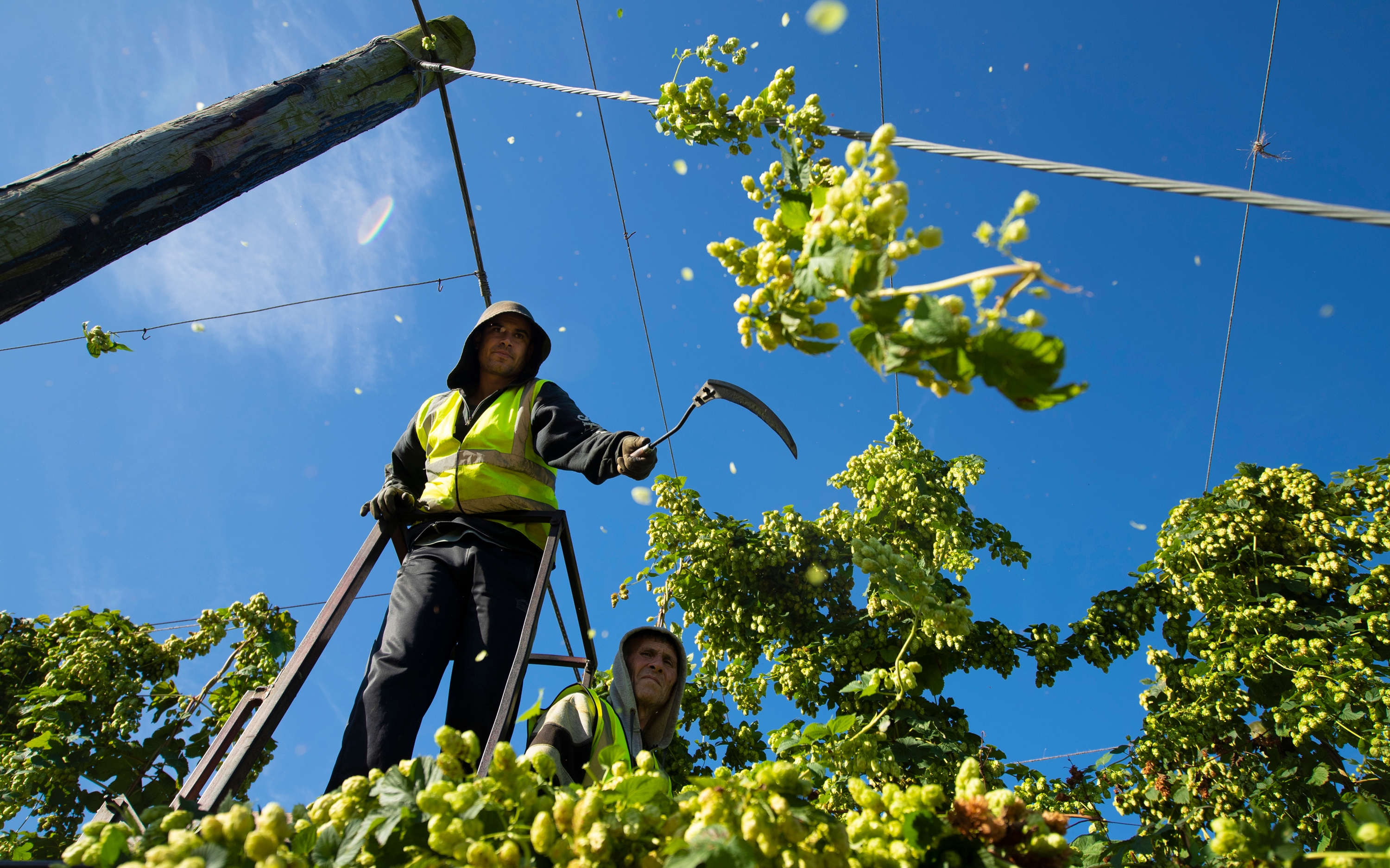 Two men performing a hops harvest