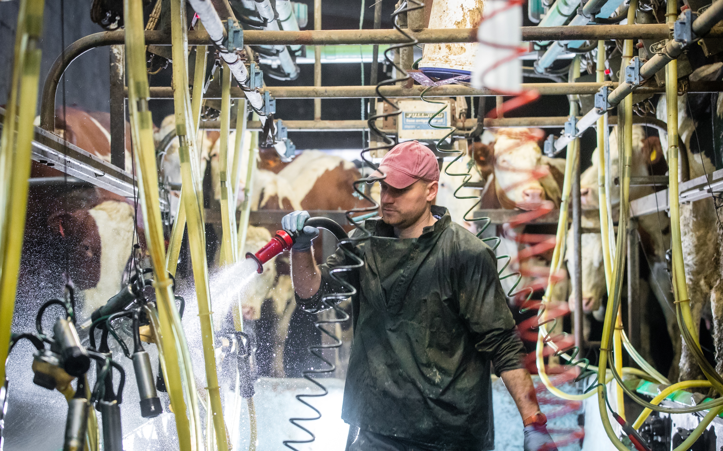 A dairy farmer spraying down his farming equipment