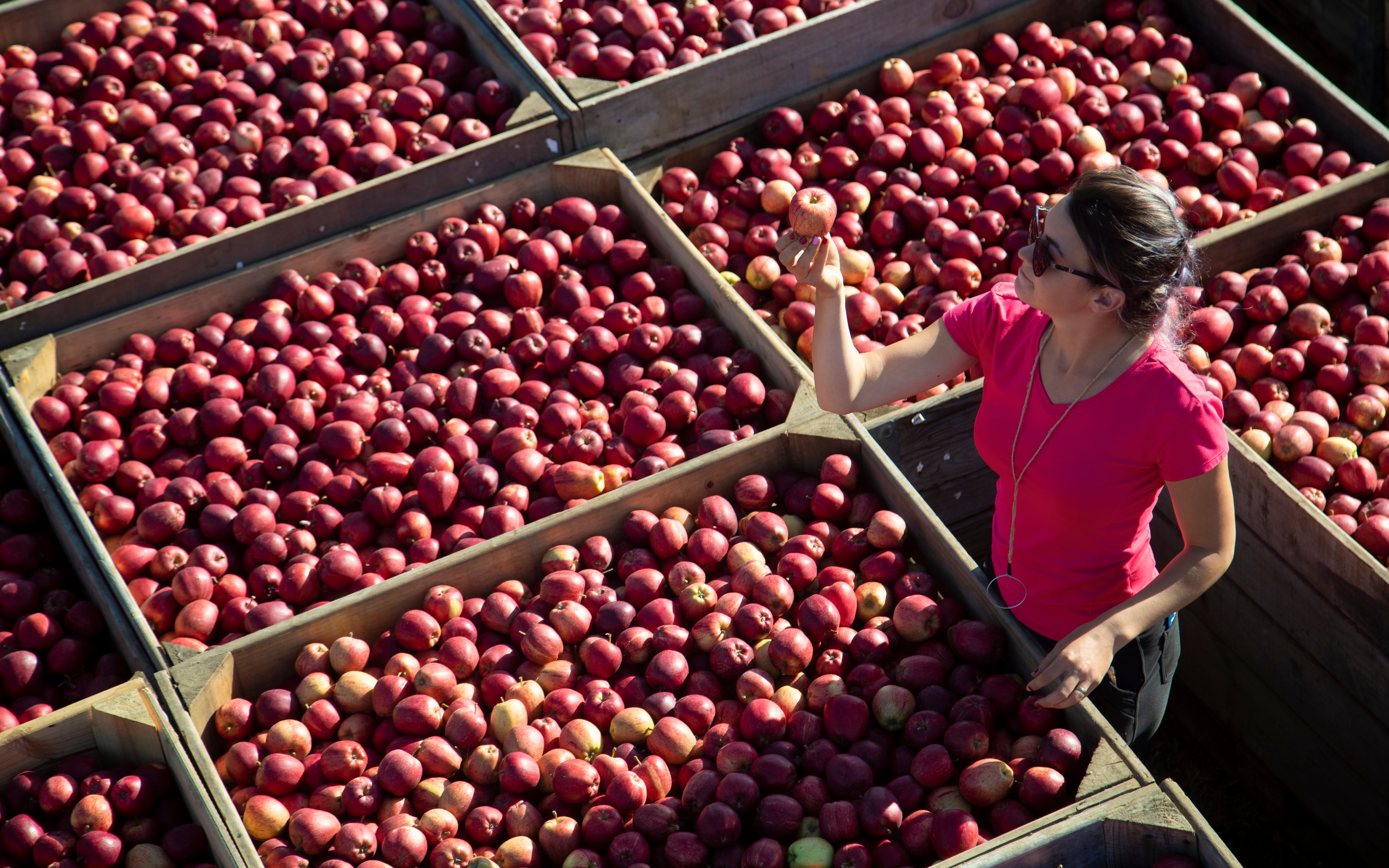 A woman inspecting apples from a harvest