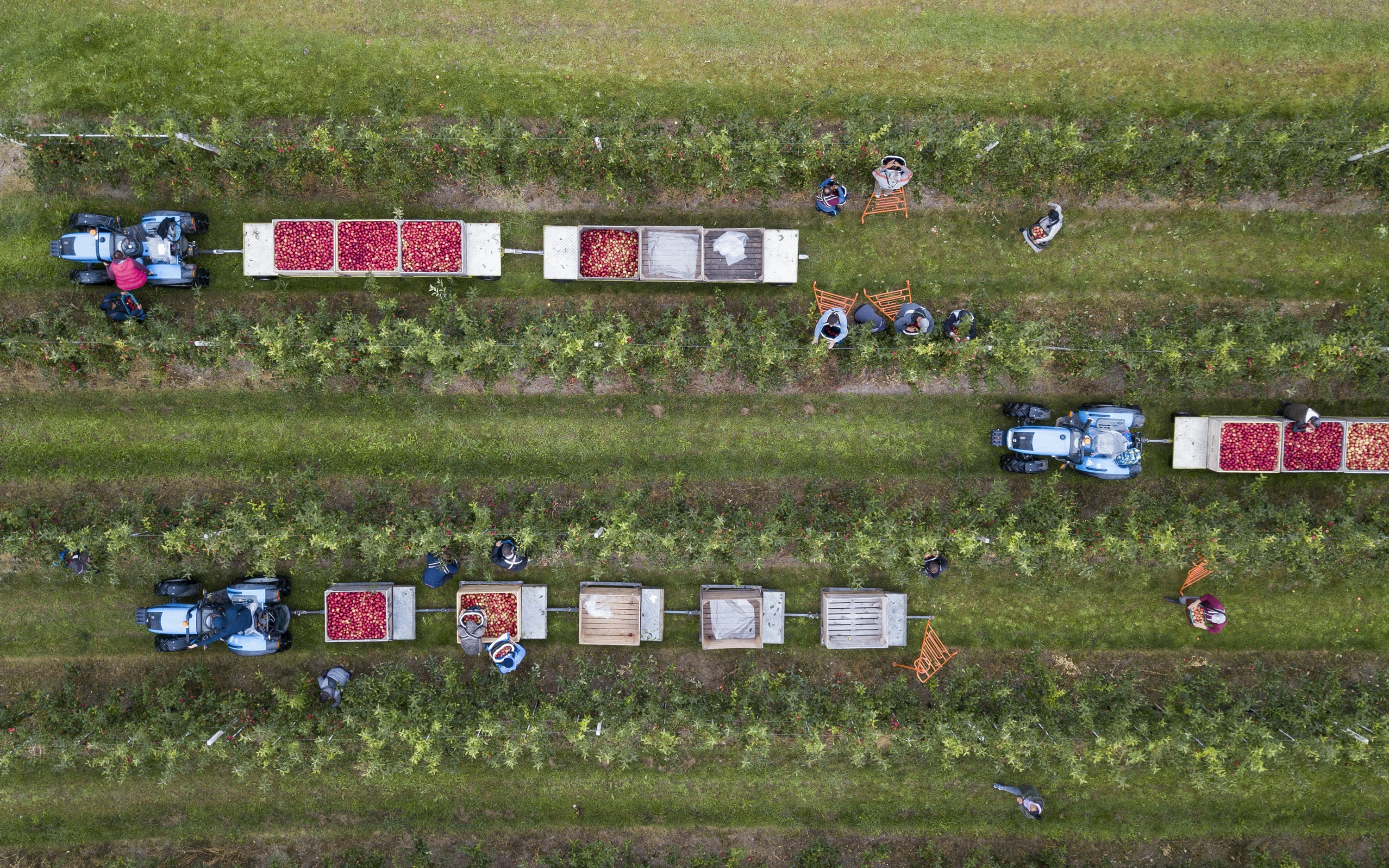 An aerial via of tractors in a field during a harvest